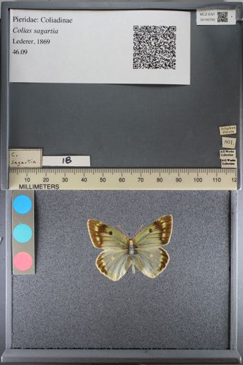 Media type: image;   Entomology 193793